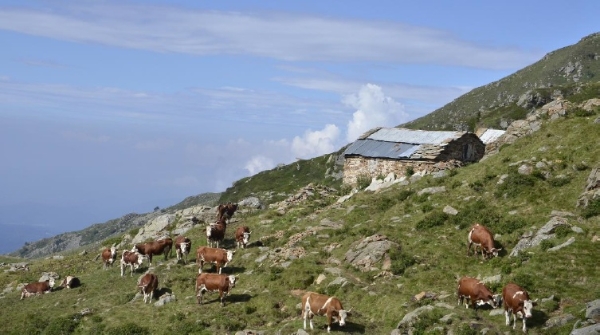 Biodiversità Valli di Lanzo - Pascoli Pregiati. La variabilità della composizione botanica dei prati